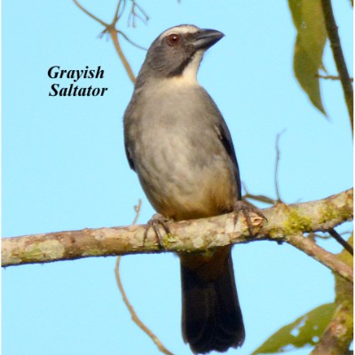 Grayish Saltator